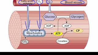 ATP Production in Skeletal Muscle [upl. by Dimond]