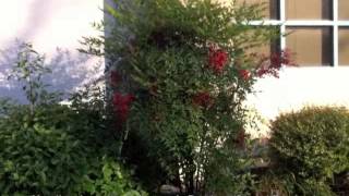 Nandina domestica  Heavenly BambooSacred Bamboo [upl. by Nojel]