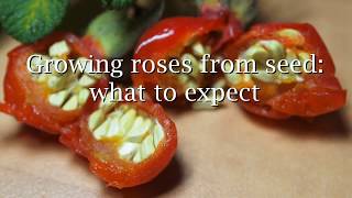 Growing roses from seed what to expect [upl. by Ggerg]