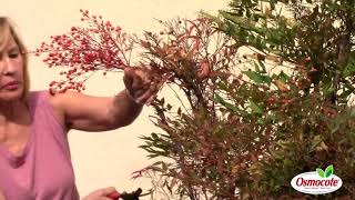 How to Harvest Nandina Berries [upl. by Gabriele]